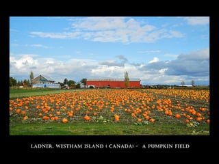 ladner, westham island ( Canada) - a PumPkin field
 