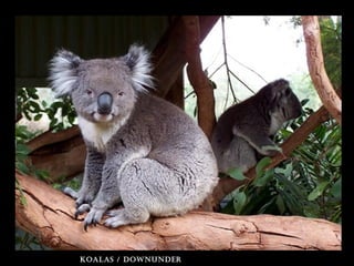 koalas / downunder
 