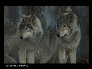 observIng wolves
 