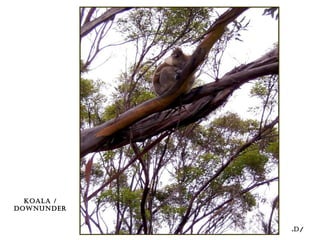 /d.
koala /
downunder
 