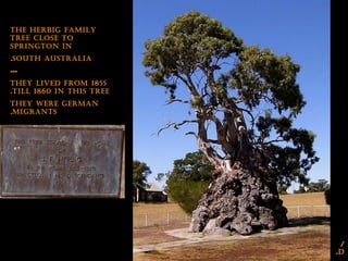 /
d.
the herbIg famIly
tree close to
sprIngton In
south australIa.
---
they lIved from 1855
tIll 1860 In thIs tree.
they were german
mIgrants.
 