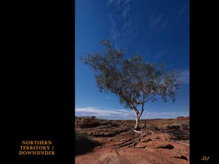 /D.
NortherN
territory /
DowNuNDer
 