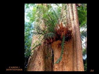 /D.
cairNs /
DowNuNDer
 