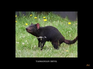 /D.
tasmaNiaN Devil
 
