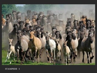stampede i
 