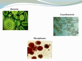 Bacteria
Cyanobacteria

Mycoplasma

 