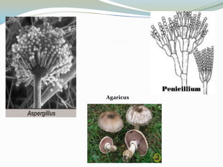 Agaricus

 