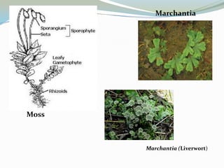Marchantia

Moss

Marchantia (Liverwort)

 