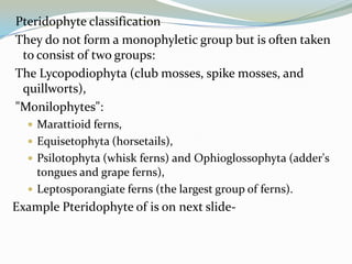 Pteridophyte classification
They do not form a monophyletic group but is often taken
to consist of two groups:
The Lycopodiophyta (club mosses, spike mosses, and
quillworts),
"Monilophytes":
 Marattioid ferns,
 Equisetophyta (horsetails),
 Psilotophyta (whisk ferns) and Ophioglossophyta (adder's

tongues and grape ferns),
 Leptosporangiate ferns (the largest group of ferns).

Example Pteridophyte of is on next slide-

 