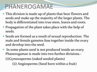 PHANEROGAMAE
 This division is made up of plants that bear flowers and

seeds and make up the majority of the larger plants. The
body is differentiated into true stem, leaves and roots.
 Propagation of the plant takes place with the help of
seeds.
 Seeds are formed as a result of sexual reproduction. The
male and female gametes fuse together inside the ovary
and develop into the seed.
 In some plants seed is not produced inside an ovary.
Phanerogamae is made into two further divisions.(i)Gymnosperms (naked seeded plants)
(ii) Angiosperms (Seed born within a fruit)

 