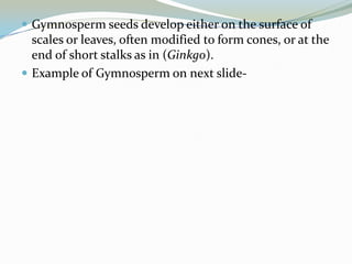  Gymnosperm seeds develop either on the surface of

scales or leaves, often modified to form cones, or at the
end of short stalks as in (Ginkgo).
 Example of Gymnosperm on next slide-

 