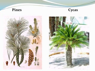 Pines

Cycas

 