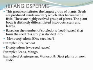(ii) ANGIOSPERME
 This group constitutes the largest group of plants. Seeds

are produced inside an ovary which later becomes the
fruit. These are highly evolved group of plants. The plant
body is distinctly differentiated into roots, stem and
leaves.
 Based on the number of cotyledons (seed-leaves) that
form the seed this group is divided into:
 Monocotyledons (One seed leaf)
Example: Rice, Wheat
 Dicotyledons (two seed leaves)
Example: Beans, Mango
Example of Angiosperm, Monocot & Dicot plants on next
slide-

 