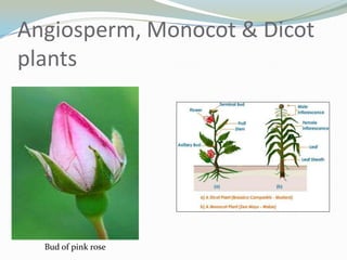 Angiosperm, Monocot & Dicot
plants

Bud of pink rose

 
