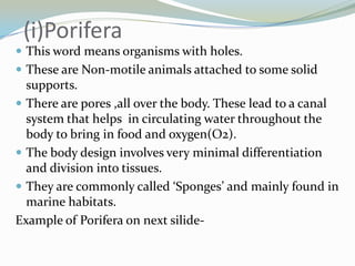 (i)Porifera
 This word means organisms with holes.
 These are Non-motile animals attached to some solid

supports.
 There are pores ,all over the body. These lead to a canal
system that helps in circulating water throughout the
body to bring in food and oxygen(O2).
 The body design involves very minimal differentiation
and division into tissues.
 They are commonly called ‘Sponges’ and mainly found in
marine habitats.
Example of Porifera on next silide-

 