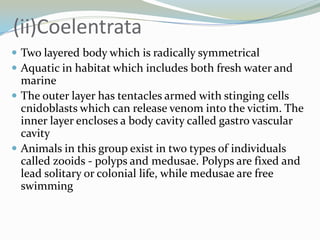 (ii)Coelentrata
 Two layered body which is radically symmetrical
 Aquatic in habitat which includes both fresh water and

marine
 The outer layer has tentacles armed with stinging cells
cnidoblasts which can release venom into the victim. The
inner layer encloses a body cavity called gastro vascular
cavity
 Animals in this group exist in two types of individuals
called zooids - polyps and medusae. Polyps are fixed and
lead solitary or colonial life, while medusae are free
swimming

 