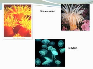 Sea anemone

Jellyfish

 