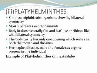 (iii)PLATYHELMINTHES
 Simplest triploblastic organisms showing bilateral






symmetry
Mostly parasites in other animals
Body in dorsoventrally flat and leaf-like or ribbon-like
with bilateral symmetry
The body cavity has only one opening which serves as
both the mouth and the anus
Hermaphrodites i.e, male and female sex organs
present in one individual

Example of Platyhelminthes on next silide-

 