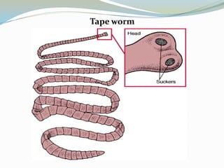Tape worm

 