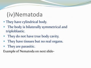  They have cylindrical body.
 The body is bilaterally symmetrical and
triploblastic.
 They do not have true body cavity.
 They have tissues but no real organs.
 They are parasitic.
Example of Nematoda on next slide-

 