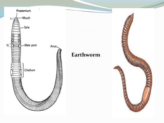 Earthworm

 