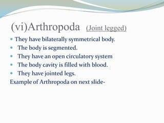 (vi)Arthropoda

(Joint legged)

 They have bilaterally symmetrical body.
 The body is segmented.
 They have an open circulatory system
 The body cavity is filled with blood.

 They have jointed legs.

Example of Arthropoda on next slide-

 