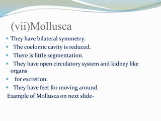 (vii)Mollusca
 They have bilateral symmetry.
 The coelomic cavity is reduced.
 There is little segmentation.
 They have open circulatory system and kidney like

organs
 for excretion.
 They have feet for moving around.
Example of Mollusca on next slide-

 