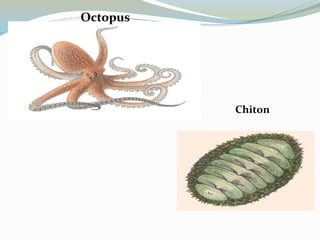 Octopus

Chiton

 