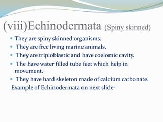 (viii)Echinodermata (Spiny skinned)
 They are spiny skinned organisms.
 They are free living marine animals.
 They are triploblastic and have coelomic cavity.
 The have water filled tube feet which help in

movement.
 They have hard skeleton made of calcium carbonate.
Example of Echinodermata on next slide-

 