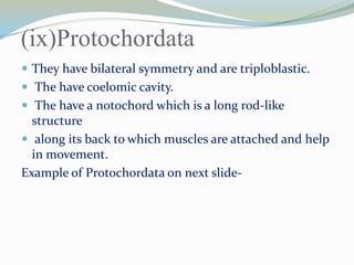 (ix)Protochordata
 They have bilateral symmetry and are triploblastic.
 The have coelomic cavity.
 The have a notochord which is a long rod-like

structure
 along its back to which muscles are attached and help
in movement.
Example of Protochordata on next slide-

 