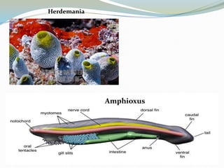 Herdemania

Amphioxus

 