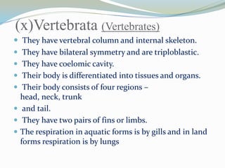 (x)Vertebrata (Vertebrates)
 They have vertebral column and internal skeleton.
 They have bilateral symmetry and are triploblastic.
 They have coelomic cavity.
 Their body is differentiated into tissues and organs.
 Their body consists of four regions –
head, neck, trunk
 and tail.
 They have two pairs of fins or limbs.
 The respiration in aquatic forms is by gills and in land
forms respiration is by lungs

 