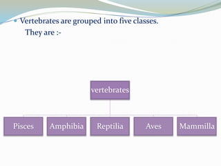  Vertebrates are grouped into five classes.

They are :-

vertebrates

Pisces

Amphibia

Reptilia

Aves

Mammilla

 
