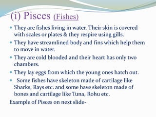 (i) Pisces (Fishes)
 They are fishes living in water. Their skin is covered

with scales or plates & they respire using gills.
 They have streamlined body and fins which help them
to move in water.
 They are cold blooded and their heart has only two
chambers.
 They lay eggs from which the young ones hatch out.
 Some fishes have skeleton made of cartilage like
Sharks, Rays etc. and some have skeleton made of
bones and cartilage like Tuna, Rohu etc.
Example of Pisces on next slide-

 