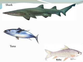 Shark

Tuna

Rohu

 