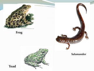 Frog

Salamander

Toad

 