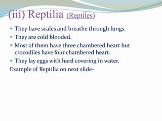 (iii) Reptilia (Reptiles)
 They have scales and breathe through lungs.
 They are cold blooded.
 Most of them have three chambered heart but

crocodiles have four chambered heart.
 They lay eggs with hard covering in water.
Example of Reptilia on next slide-

 