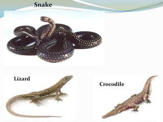 Snake

Lizard
Crocodile

 
