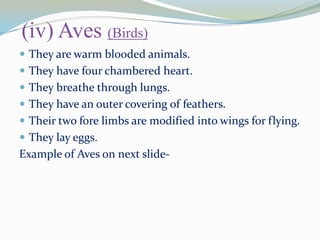 (iv) Aves (Birds)
 They are warm blooded animals.
 They have four chambered heart.

 They breathe through lungs.
 They have an outer covering of feathers.
 Their two fore limbs are modified into wings for flying.

 They lay eggs.

Example of Aves on next slide-

 