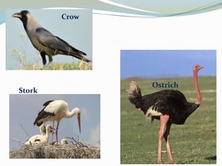 Crow

Stork

Ostrich

 