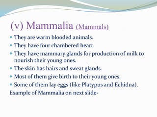 (v) Mammalia (Mammals)
 They are warm blooded animals.
 They have four chambered heart.
 They have mammary glands for production of milk to

nourish their young ones.
 The skin has hairs and sweat glands.
 Most of them give birth to their young ones.
 Some of them lay eggs (like Platypus and Echidna).
Example of Mammalia on next slide-

 
