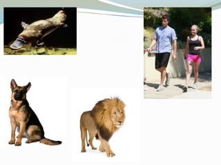 Diversityinlivingorganisms 130829215931-phpapp02