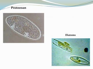 Protozoan

Diatoms

 