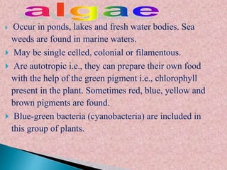  Occur in ponds, lakes and fresh water bodies. Sea
weeds are found in marine waters.
 May be single celled, colonial or filamentous.
 Are autotropic i.e., they can prepare their own food
with the help of the green pigment i.e., chlorophyll
present in the plant. Sometimes red, blue, yellow and
brown pigments are found.
 Blue-green bacteria (cyanobacteria) are included in
this group of plants.
 