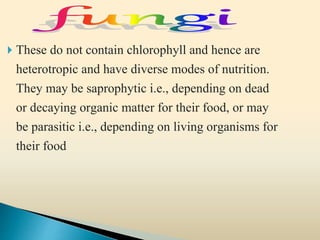  These do not contain chlorophyll and hence are
heterotropic and have diverse modes of nutrition.
They may be saprophytic i.e., depending on dead
or decaying organic matter for their food, or may
be parasitic i.e., depending on living organisms for
their food
 