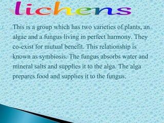 1. This is a group which has two varieties of plants, an
algae and a fungus living in perfect harmony. They
co-exist for mutual benefit. This relationship is
known as symbiosis. The fungus absorbs water and
mineral salts and supplies it to the alga. The alga
prepares food and supplies it to the fungus.
 