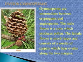  Gymnosperms are
intermediate between
cryptogams and
angiosperms. The male
flower is a cone which
produces pollen. The female
flower is much larger and
consists of a rosette of
carpels which bear ovules
along the two margins.
 