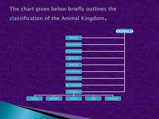 ANIMALIA
PORIFERA
COELENTERATA
PLATYHELMINTHES
NEMATODA
ANNELIDA
ARTHROPODA
MOLLUSCA
PROTOCHORDATA
VERTEBRATA
PISCES AMPHIBIA REPTILA AVES MAMMALIA
 