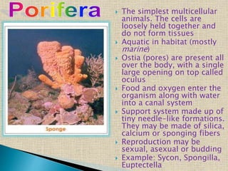  The simplest multicellular
animals. The cells are
loosely held together and
do not form tissues
 Aquatic in habitat (mostly
marine)
 Ostia (pores) are present all
over the body, with a single
large opening on top called
oculus
 Food and oxygen enter the
organism along with water
into a canal system
 Support system made up of
tiny needle-like formations.
They may be made of silica,
calcium or sponging fibers
 Reproduction may be
sexual, asexual or budding
 Example: Sycon, Spongilla,
Euptectella
 