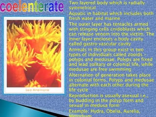  Two layered body which is radially
symmetrical
 Aquatic in habitat which includes both
fresh water and marine
 The outer layer has tentacles armed
with stinging cells cnidoblasts which
can release venom into the victim. The
inner layer encloses a body cavity
called gastro vascular cavity
 Animals in this group exist in two
types of individuals called zooids -
polyps and medusae. Polyps are fixed
and lead solitary or colonial life, while
medusae are free swimming
 Alternation of generation takes place
in colonial forms. Polyps and medusae
alternate with each other during the
life cycle
 Reproduction is usually asexual i.e.,
by budding in the polyp form and
sexual in medusa form
 Example: Hydra, Obelia, Aurelia,
 